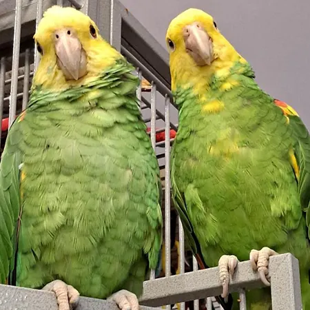 אכסניה Teo Pietrowe I Parterowe רבאל