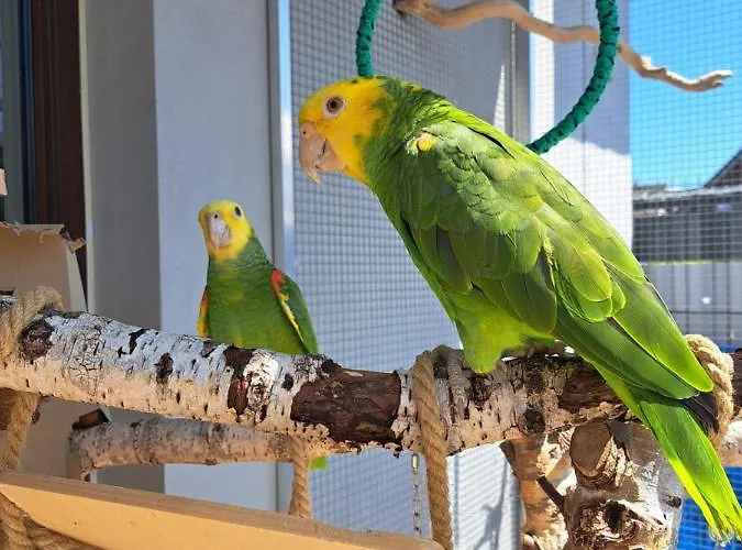 Teo Pietrowe I Parterowe 山林小屋 *