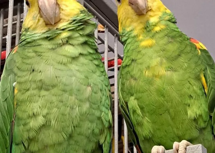 Lodge Teo Pietrowe I Parterowe Rewal